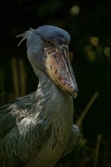 Intense Portrait of a Shoebill Stork