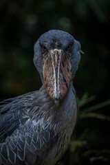 Intense Portrait of a Shoebill Stork