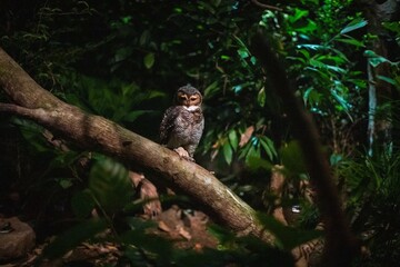 Nocturnal Owl Perched on a Log in Dark Tropical Forest