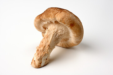 新鮮なしいたけ01