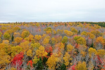 Aerial view of colorful autumn forest of Prince Edward Island Canada. High quality 4k footage