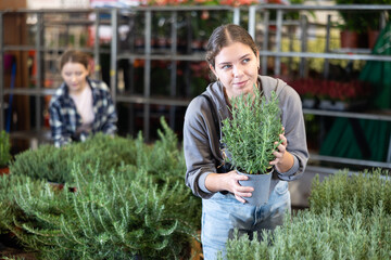 Female landscape designer gets acquainted with assortment of flower shop warehouse, choose plants to create landscaping project, select and buy rosemary spicy herb shrub potted flower. © JackF