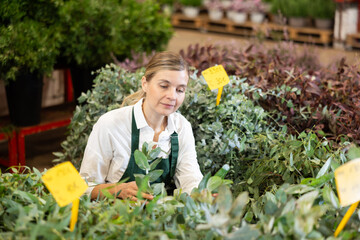 In warehouse of flower shop, female employee in apron conduct regular inspections, sanitary treatment of plants. Large supply of Eucalyptus evergreen ornamental shrub plants, small and large wholesale © JackF