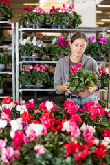 Female shopper selects cyclamen flowers at a flower shop
