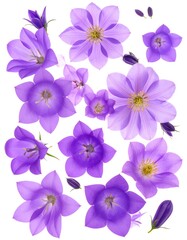 Purple bell flowers, isolated on white