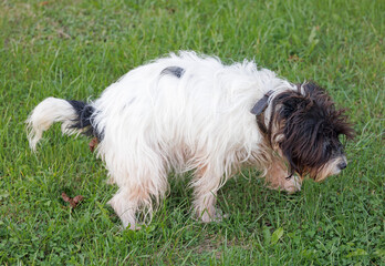 Tiny Terrier dog poops on green grass