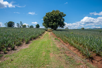 Scenery view of pineapples plantation field in rural Thailand. Pineapples are tropical fruits that are rich in vitamins, enzymes and antioxidants. They may help boost the immune system.