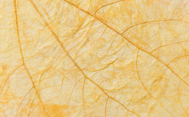 Obraz premium Closeup yellow leaves pattern background, closeup natural leaves texture background