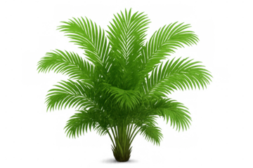 Areca palm tree displaying lush green foliage, a tropical plant on transparent background for design elements