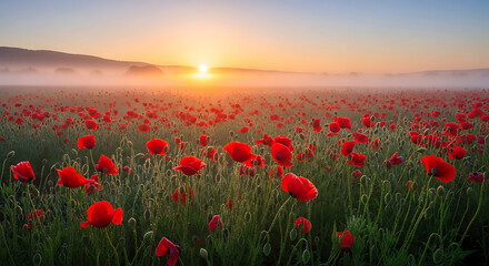Red poppy field covered in morning mist. Scenic floral landscape with soft atmospheric light.