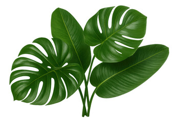 Tropical Leaves Bouquet Featuring Monstera
