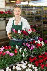 In warehouse of flower shop, female employee conduct regular inspections, sanitary treatment of plants. Large supply of cyclamen blossom ornamental shrub plants, small and large wholesale .. . © JackF