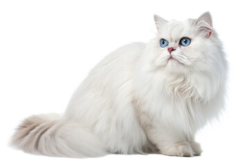  transparent persian cat isolated on transparent background 