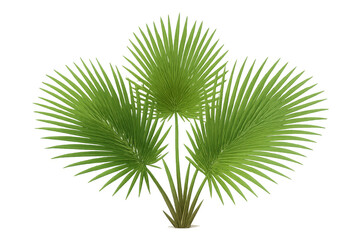 Lush green fan palm plant with tropical leaves, nature element, isolated creating a vibrant botanical concept