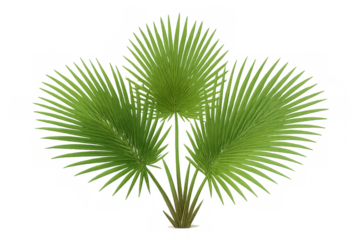 Lush green fan palm plant with tropical leaves, nature element, isolated creating a vibrant botanical concept