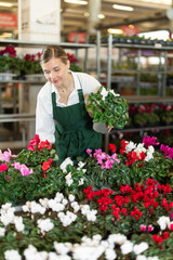 Fototapeta premium Female employee of a flower greenhouse tends to cyclamen flowers