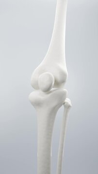 Elegant bone structure with serum bubbles in motion. Ideal for anti-aging joint treatments and clinical skincare product videos.