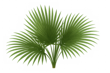 Green tropical fan palm leaves creating a fresh natural botanical design element with transparent background