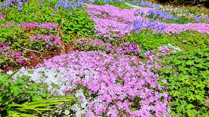 Phlox flowers spreading on hill.