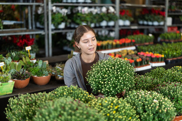 Female landscape interior designer gets acquainted with assortment of flower shop warehouse, choose plants to create landscaping project, select and buy chrysanthemum grandiflora potted indoor palm © JackF