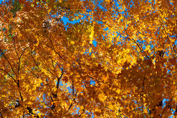 Nature fall weather. Seasonal forest. Natural fallen leaves. Autumnal leaves on tree. Autumnal...