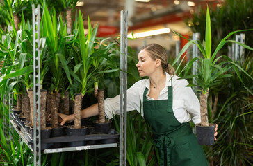 In warehouse of flower shop, female employee in apron conducts regular inspections and sanitary treatment of plants. Large supply of yucca elephantipes plants, small and large wholesale .