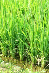 Young rice plants growing in water