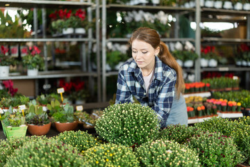 Female landscape interior designer gets acquainted with assortment of flower shop warehouse, choose plants to create landscaping project, select and buy chrysanthemum grandiflora potted indoor palm