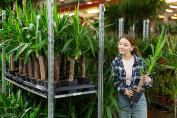 Girl examines goods and chooses yucca elephantipes potted flower in flowering shop. Wholesale supplies from direct manufacture, wholesale and retail sales . © JackF