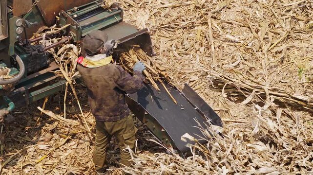 Workers using a machine to crush straw