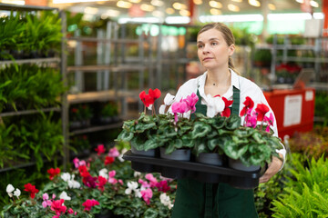 Shop woman employee in apron works at wholesale plant warehouse, sorting and inspecting goods. Indoor and outdoor plants, gardening products, blooming cyclamen blossom in assortment, various colors. . © JackF
