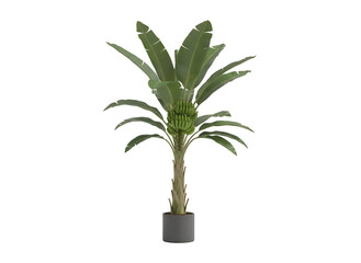 Tropical Potted Plant on Black  on white background