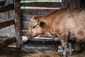 Close view of a Bu&scaron;a - busa (busha) - cattle animal in a rustic wooden stable in Zasavica, Serbia, with hay bedding and a trough, showing the small framed Balkan breed typical of traditional husbandry