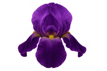 Purple fluffy iris flower with soft petals and golden stamen featuring surreal furry texture on transparent background