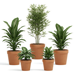 Obraz premium Indoor greenery Potted plant collection