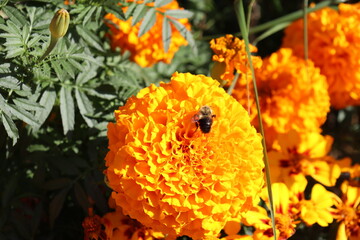 Close-up of an insect on an orange and yellow flowers. Wasp on a flower and pollination agent. Insect and ecology.