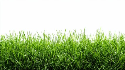 Fototapeta premium Lush green grass blades against a pure white background close up view lawn