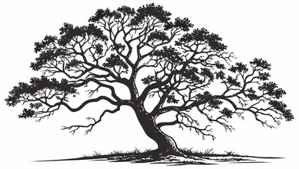 Obraz premium A black and white silhouette illustration of a large, spreading old tree with intricate branches and a thick trunk.