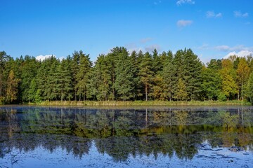 Obraz premium A forest reflected in a calm lake