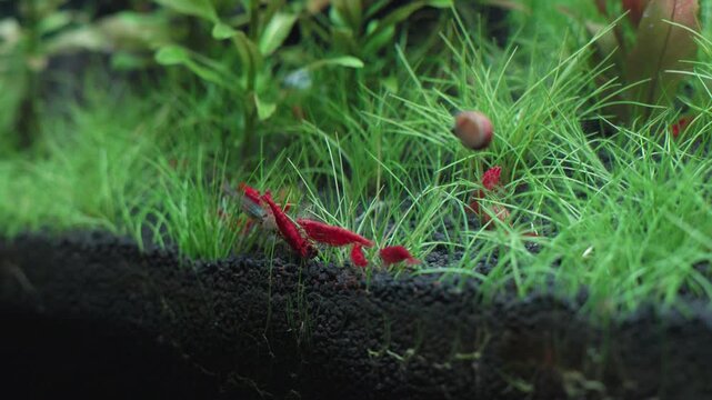 Red cherry shrimp on aqua planted aquarium substrate with green aquatic grass carpet and tiny snail in freshwater tank creating peaceful natural planted aqua scene