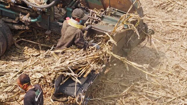 Workers using a machine to crush straw