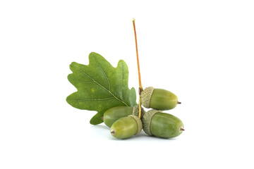 A detailed image of fresh green acorns and an oak leaf on a white surface.