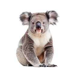 Fototapeta premium cute koala bear isolated on white background