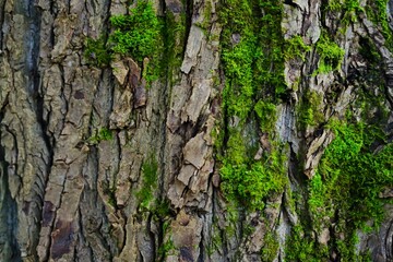 Textured Tree Bark with Vibrant Green Moss