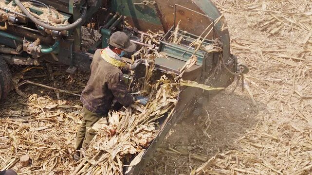 Workers using a machine to crush straw