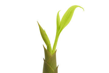 Bamboo shoot sprouting with fresh leaves, symbolizing new life, growth, and nature beginning