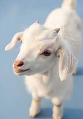Fototapeta premium Closeup of a Fluffy White Baby Goat on Light Blue Background