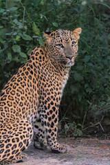 portrait of a leopard Portrait shot of leopard in natural habitat