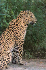 leopard in the tree Portrait shot of leopard in natural habitat