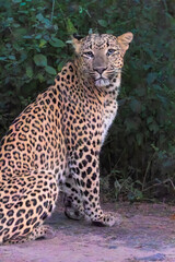 portrait of a leopard Portrait shot of leopard in natural habitat